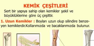 İnsan Vücudunda Kaç Kemik Bulunur, Kemik Çeşitleri