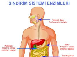 Yediğimiz besinler hangi yapı ve organda, nasıl bir değişime uğrar