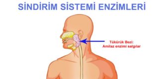 Yediğimiz besinler hangi yapı ve organda, nasıl bir değişime uğrar