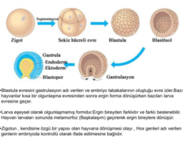 Gastrulasyon nedir