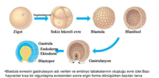 Gastrulasyon nedir