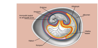 Vitellüs kesesi nedir