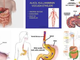 Alkolün sindirim sistemi üzerindeki etkileri