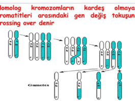 Eşeyli Üreme Temel Özellikleri Nelerdir