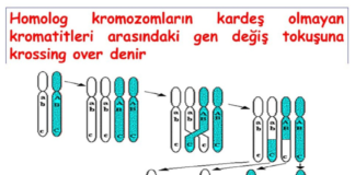 Eşeyli Üreme Temel Özellikleri Nelerdir