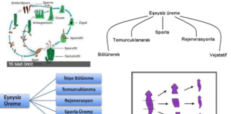 Eşeysiz üreme temel özellikleri nelerdir