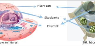 Tüm Canlılarda Hücreler Aynı Yapı Ve Özellikte Midir
